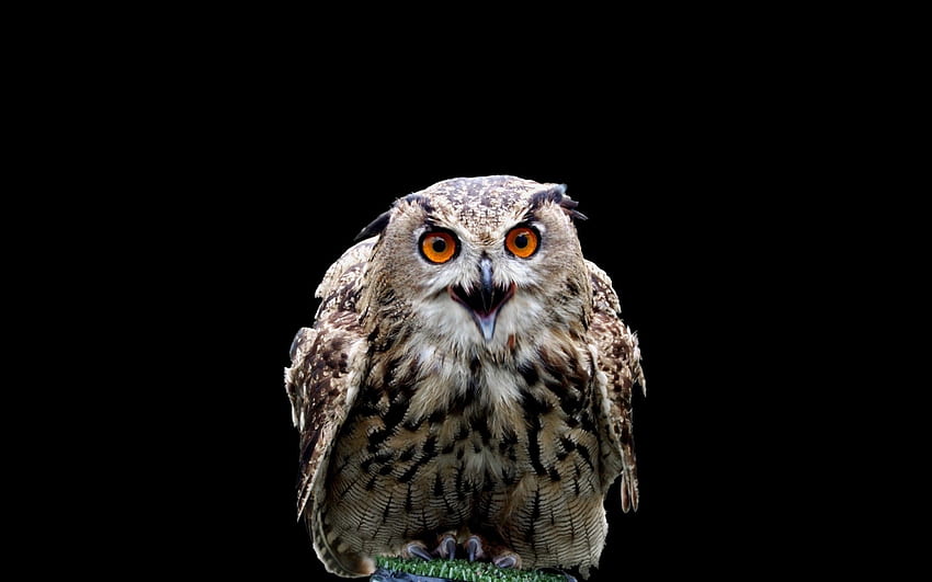 Animals, Owl, Bird, Predator HD wallpaper