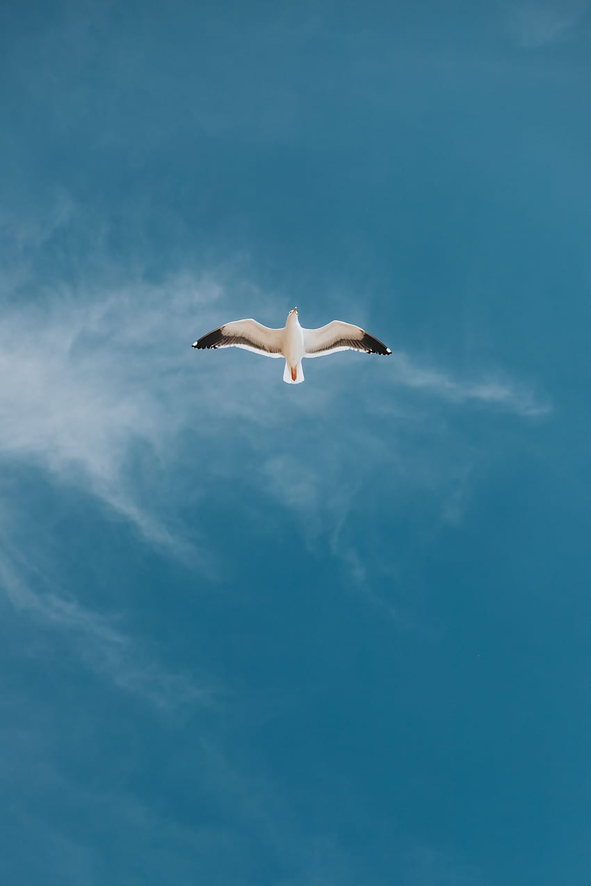Tiere, Himmel, Vogel, Flug, Möwe, Möwe, Flügel HD-Handy-Hintergrundbild