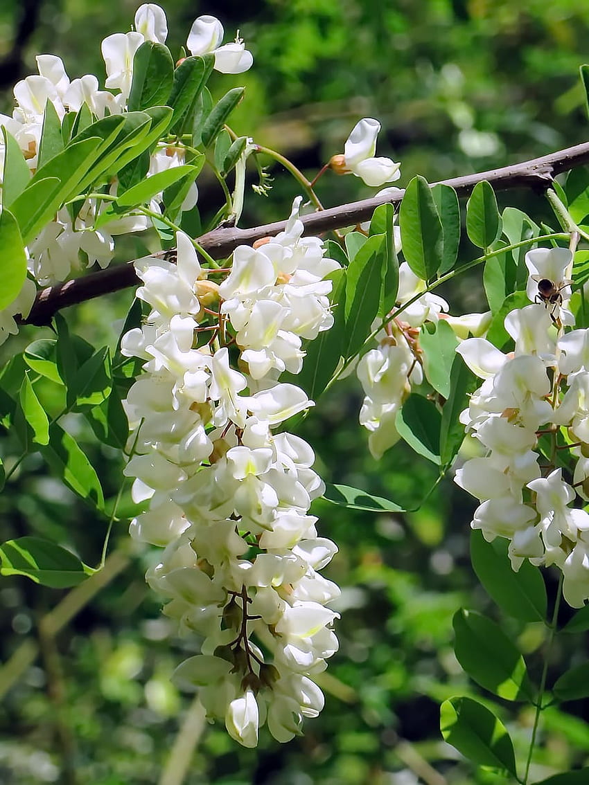 : acacia, flower, white flower, edible, fabacées HD phone wallpaper