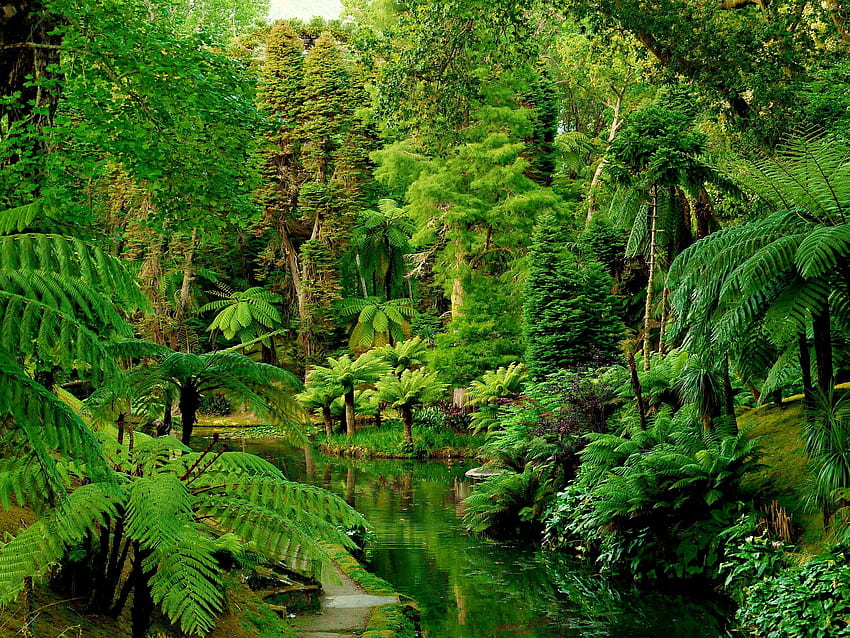 Tierra Bosque Árbol Palmera Helecho Rainforest Verde Portugal - Resolución: fondo de pantalla