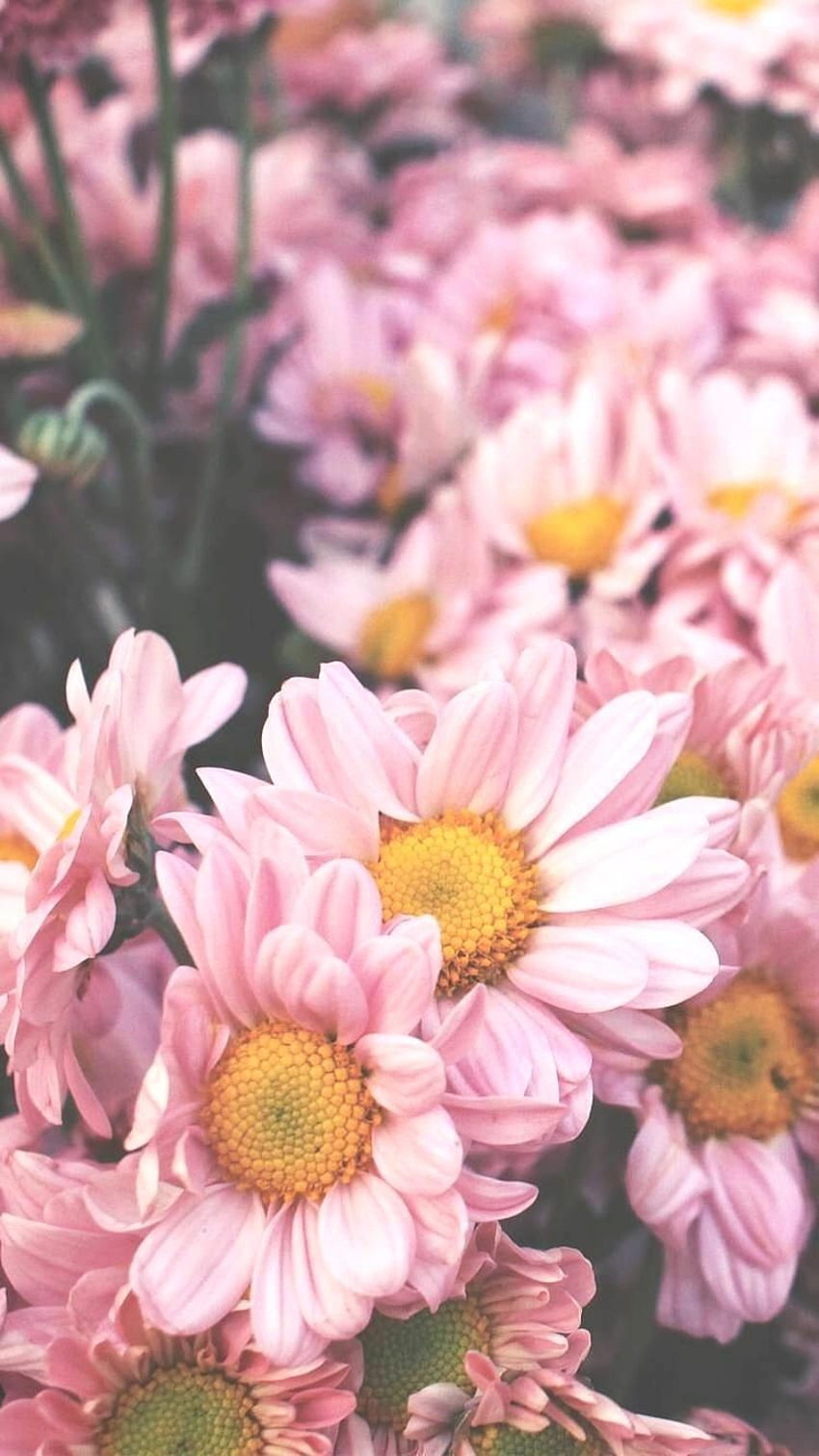 Pink Daisy Background Images, HD Pictures and Wallpaper For Free Download |  Pngtree