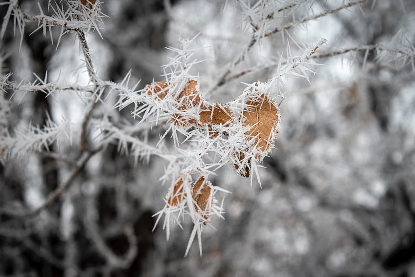 Leaves, Ice, Macro, Branch, Frost HD wallpaper