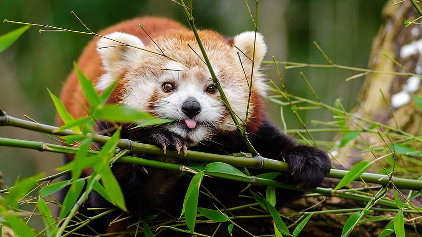 Red Pandas Eating Bamboo - -, Cute Red Panda HD wallpaper
