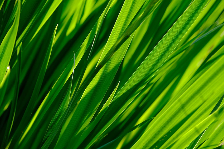 Grass, Leaves, Macro, Close-Up HD wallpaper