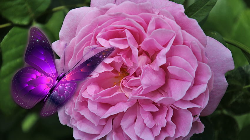 Pink Rose & Butterflies, Firefox theme, purple, butterflies, pink, roses, bright, garden, spring HD wallpaper
