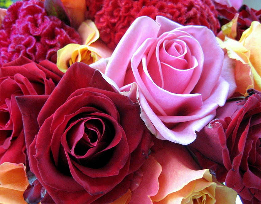 Bellissime rose, colorate, rose, colori, bellezza, bellissimo bouquet, rosa, giallo, rosso, fiori, adorabili Sfondo HD