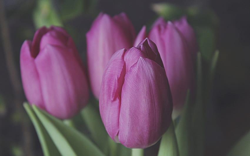 fioletowe tulipany, wiosenne kwiaty, tulipany, tło z tulipanami, wiosna Tapeta HD