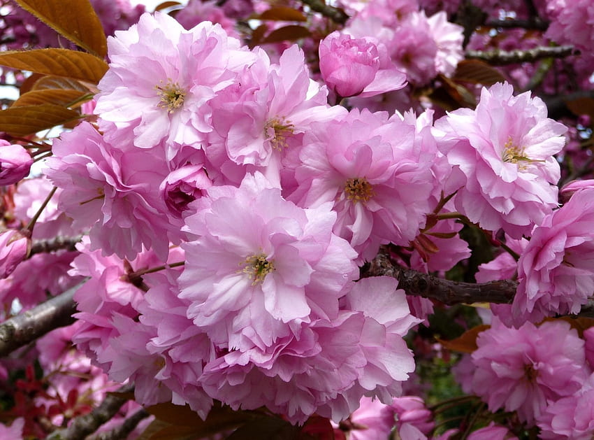 Bunga, Merah Muda, Sakura, Close-Up, Cabang, Mekar, Berbunga, Musim Semi Wallpaper HD