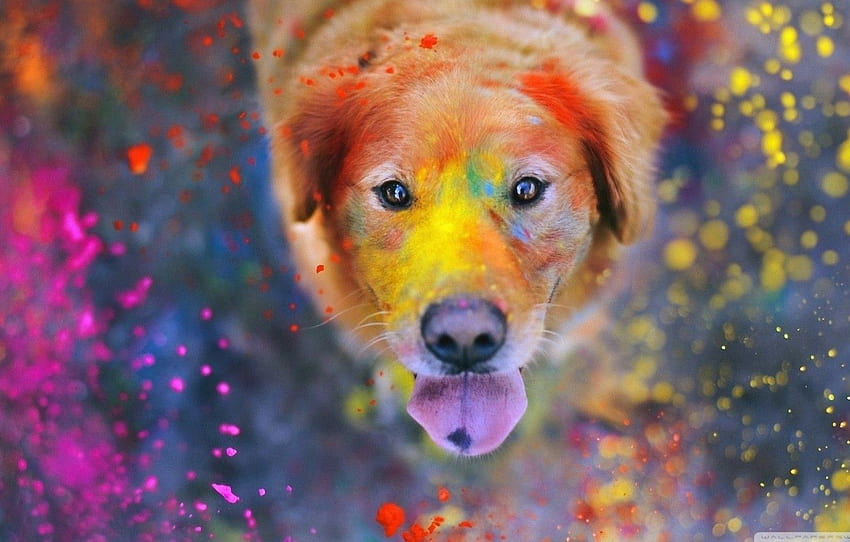 colorful, eyes, dog, dust, color, bokeh, animal, paint, funny, cute, situation, looking up, tongue, nose, muzzle, looking at viewer for , section собаки HD wallpaper