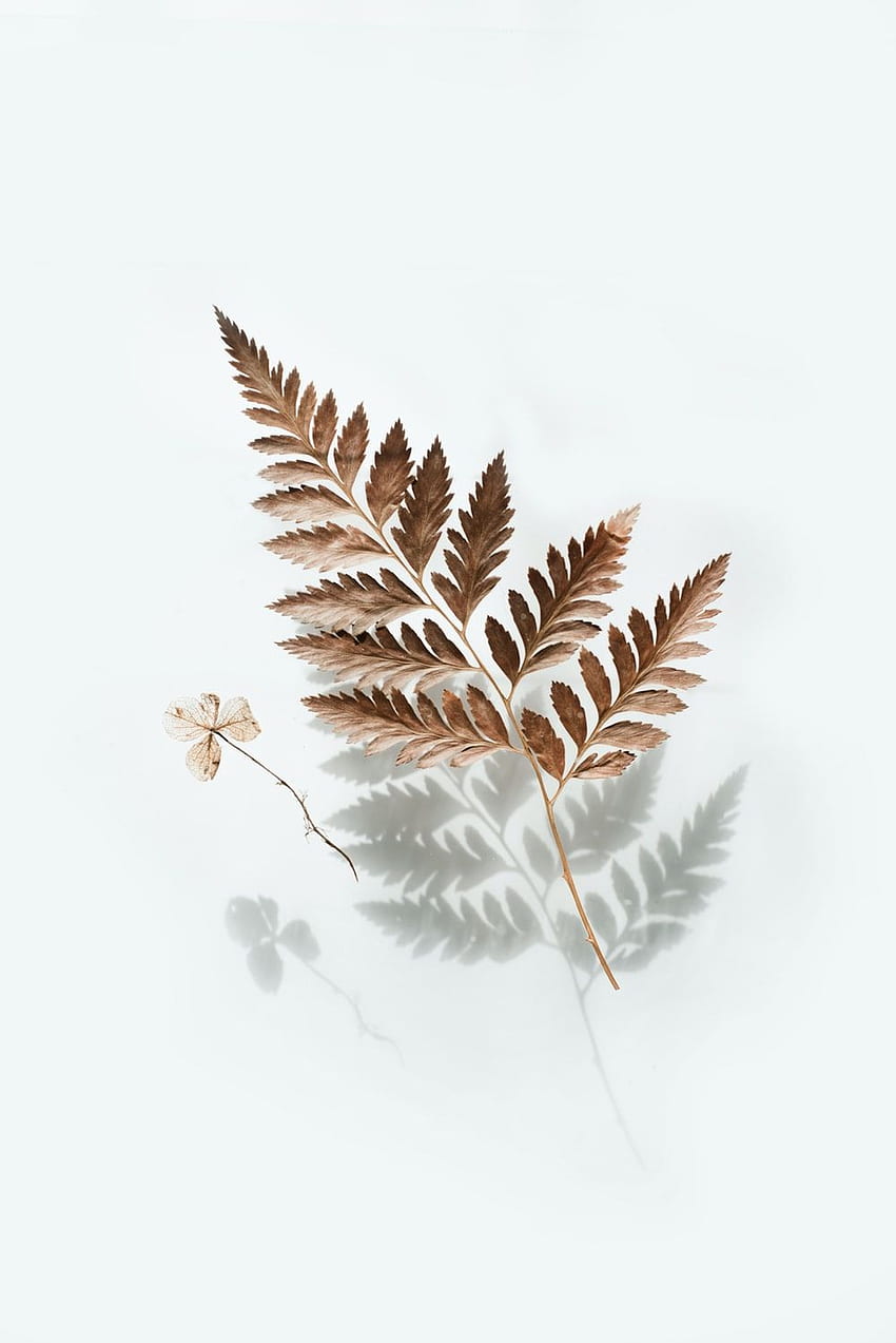 brown leaf – Plant on, Brown Leaves HD phone wallpaper