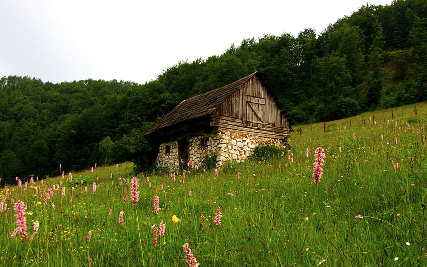 LITTLE HOUSE down THE HILL, campo, flores, casa, grama, pequena, floresta papel de parede HD