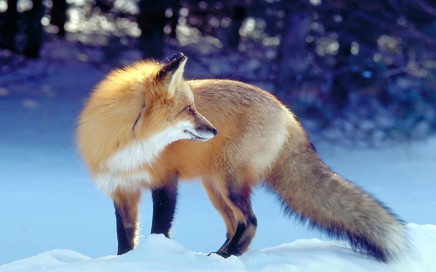 동물, 겨울, 눈, 여우, 육식 동물, 사냥, 사냥, 꼬리, 대기, 기대 HD 월페이퍼