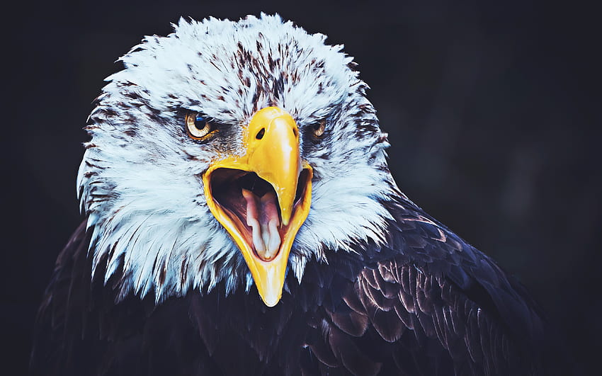 Águila calva, , depredadores, símbolo de EE.UU., creativo, aves de América del Norte, águila, primer plano, Haliaeetus leucocephalus, águila calva , R fondo de pantalla