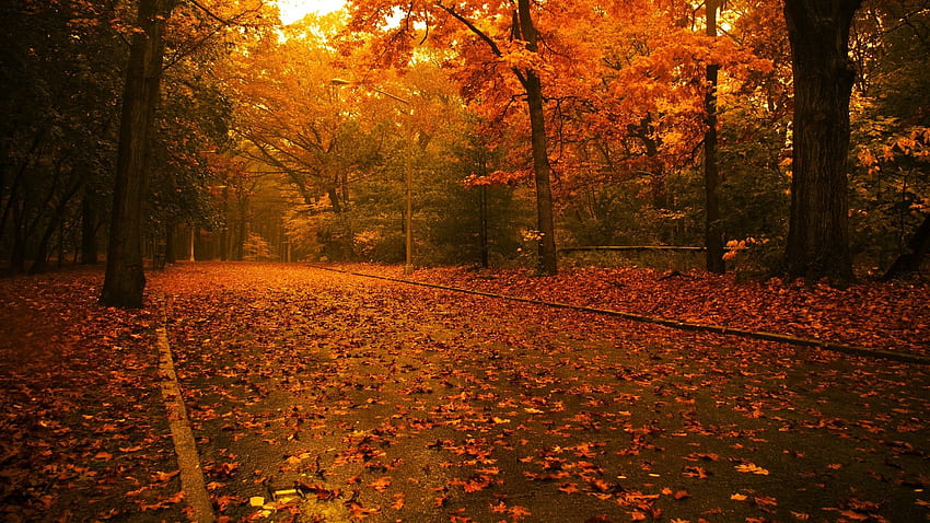 trees autumn rain roads maple leaf season – HD wallpaper