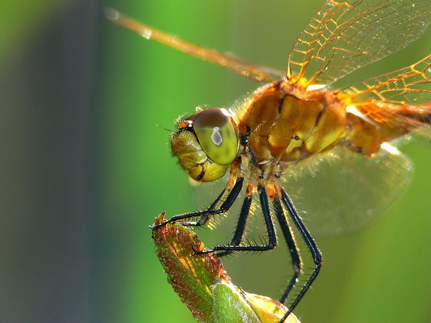 Macro, Eyes, Surface, Insect, Wings, Dragonfly HD wallpaper