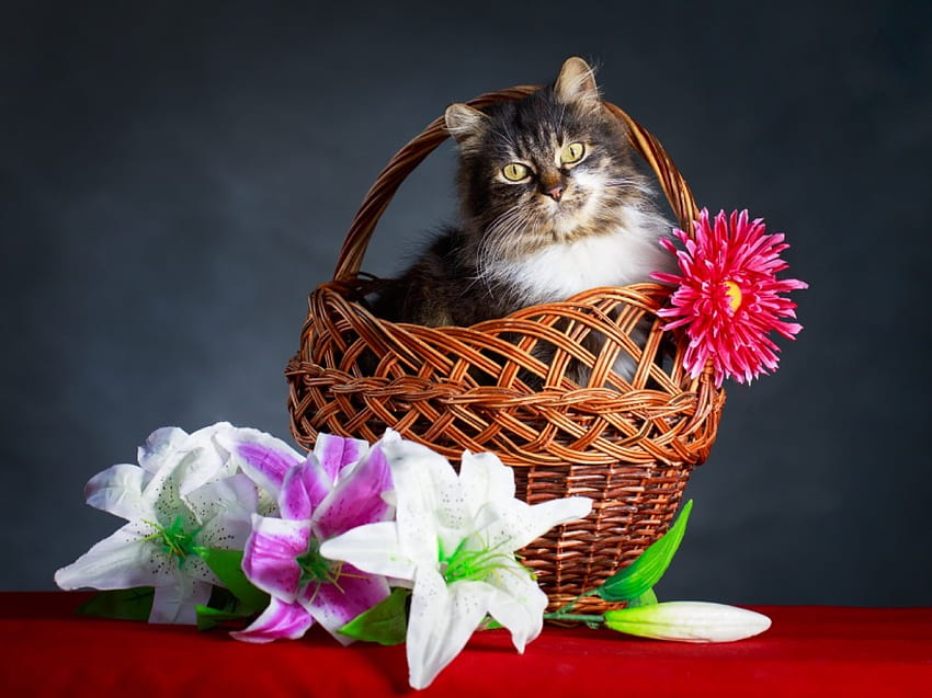 Spring~Easter Cat, basket, Easter, cat, flowers, Spring, lilies HD wallpaper