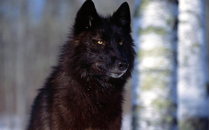 Black Wolf, Schipperke HD wallpaper | Pxfuel