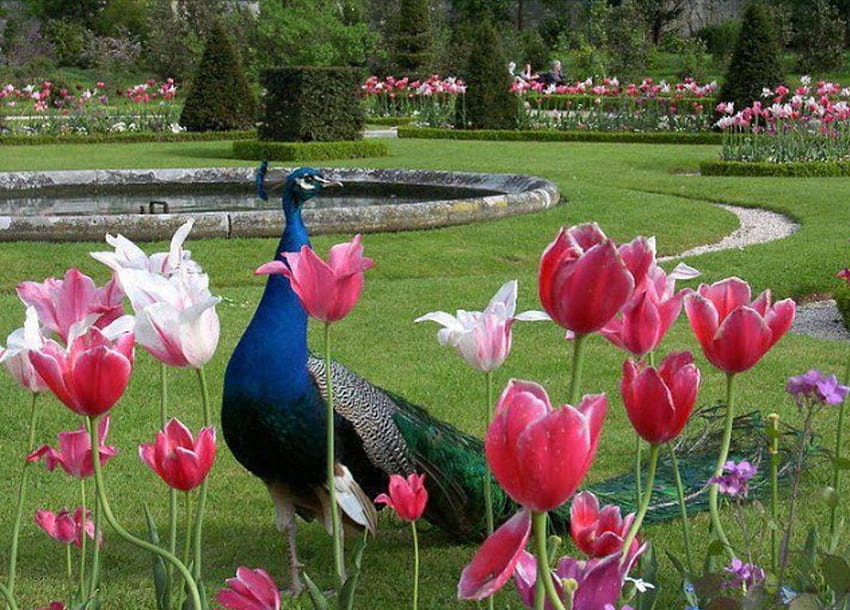 Pfau im Garten, Vögel, Tiere, Garten, Natur, Blumen, Pfau HD-Hintergrundbild