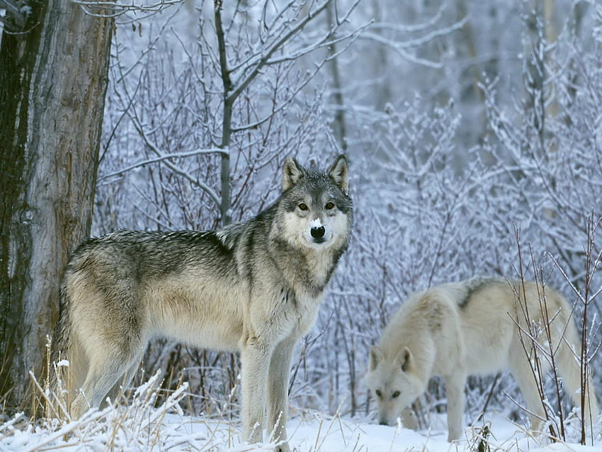 Wolf for Android, Canis Lupus HD wallpaper