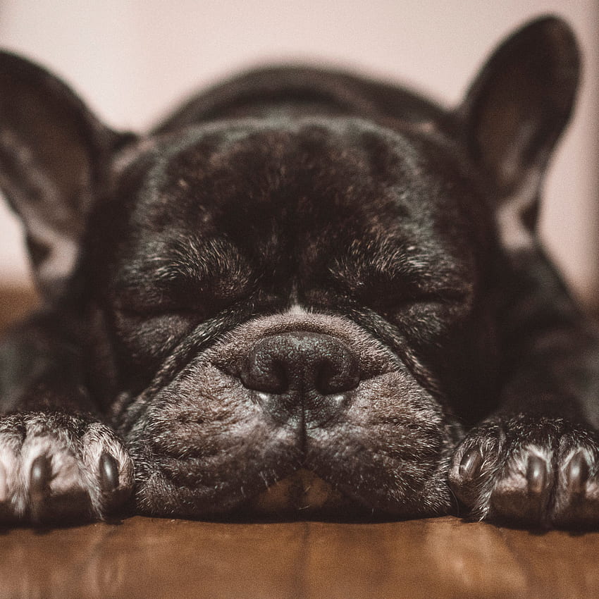 french bulldog, dog, black, sleep HD phone wallpaper