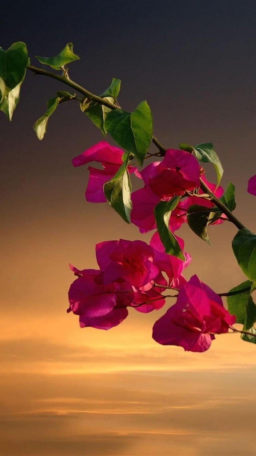 Gałązki bugenwilli Liście Niebo Zachód słońca iPhone 6 Plus. Kalendarz , iPhone 6 plus , Najlepszy kwiatek, Bougainvellia Tapeta na telefon HD