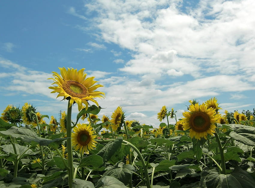 Flowers, Sunflowers, Sky, Summer, Field, Sunny HD wallpaper