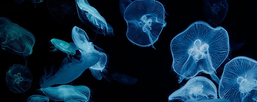 medusa, brillo, acuario, estética, de monitor ultra ancho negro fondo de pantalla