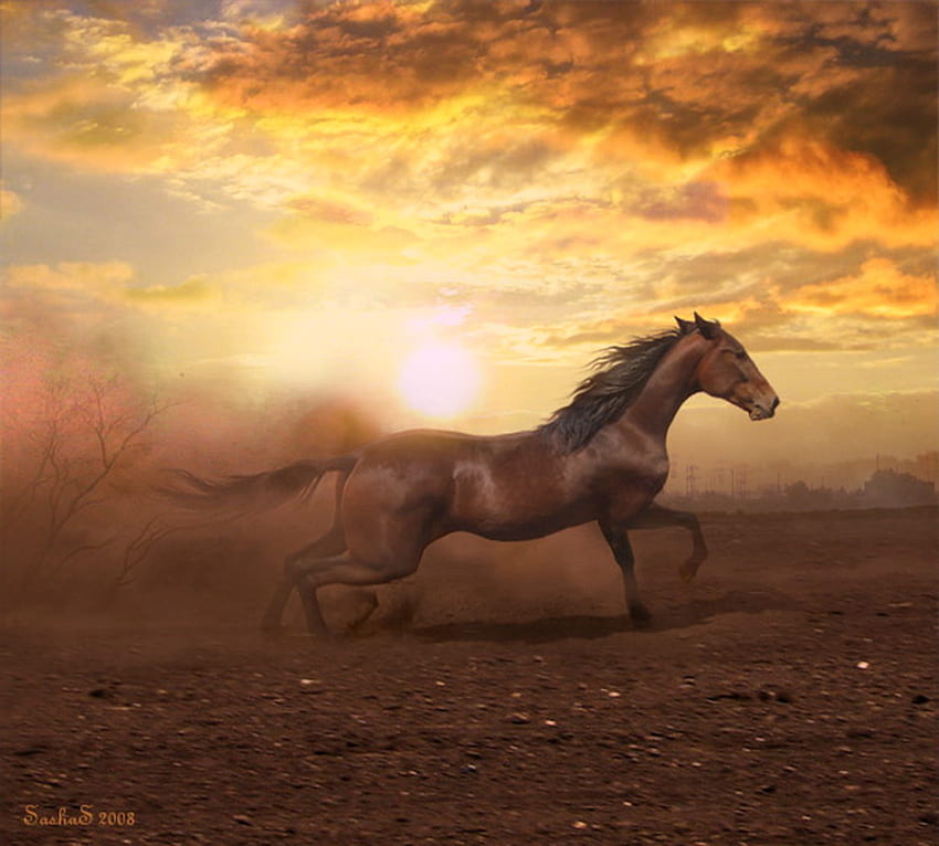 Lari matahari terbenam, awan emas, kuda, coklat, berlari kencang, semangat, matahari terbenam Wallpaper HD