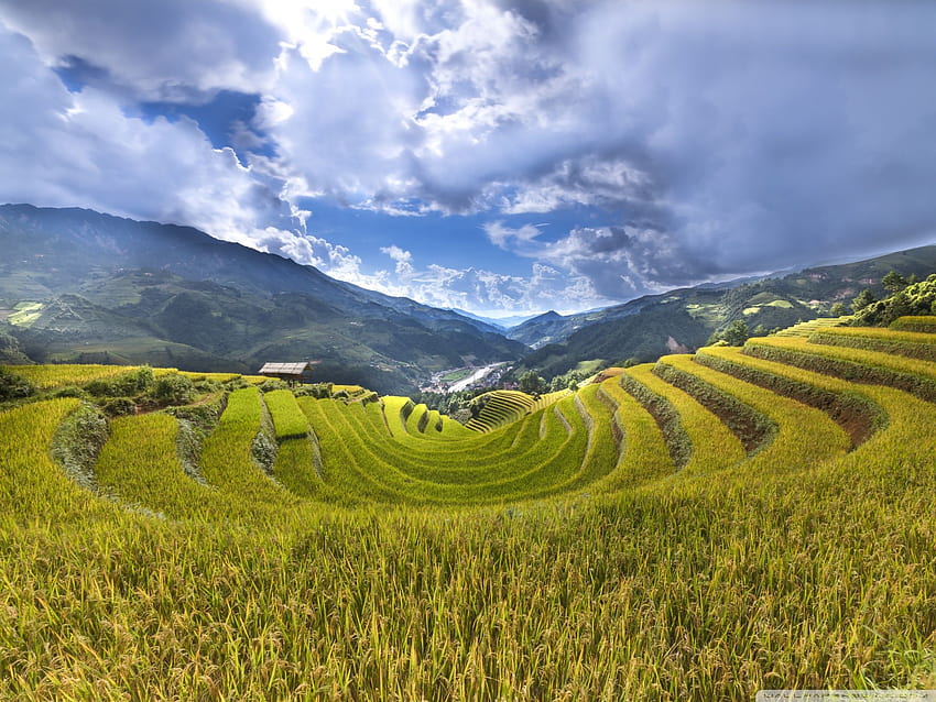 Rice Paddy Terraces ❤ for Ultra TV, Rice Fields Bali Indonesia HD wallpaper