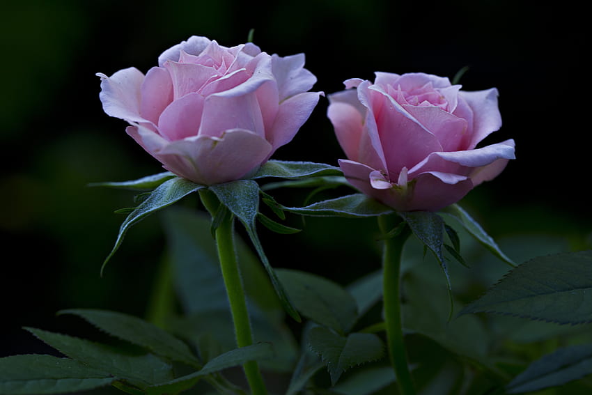 Blumen, Rosen, Blütenblätter, Knospen HD-Hintergrundbild