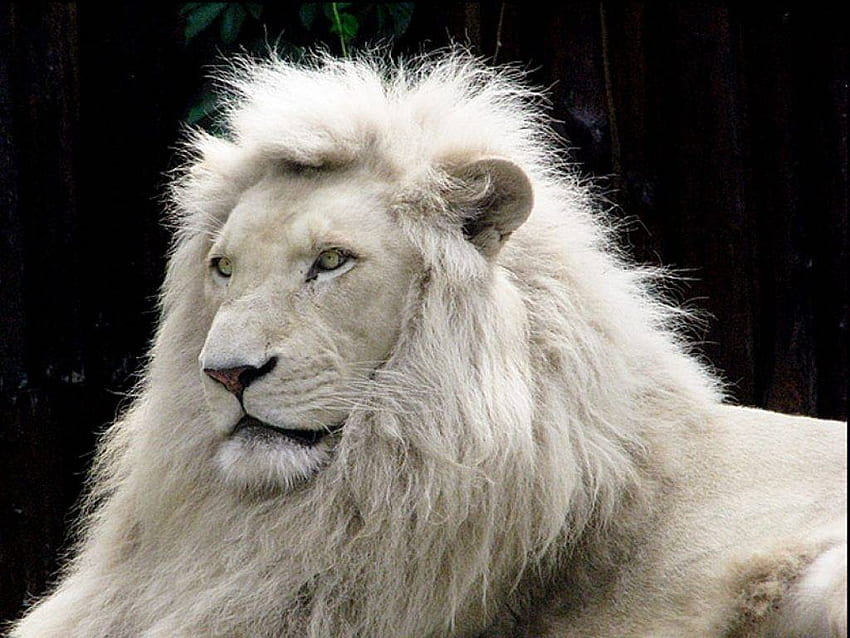Maestoso leone bianco Sfondo HD