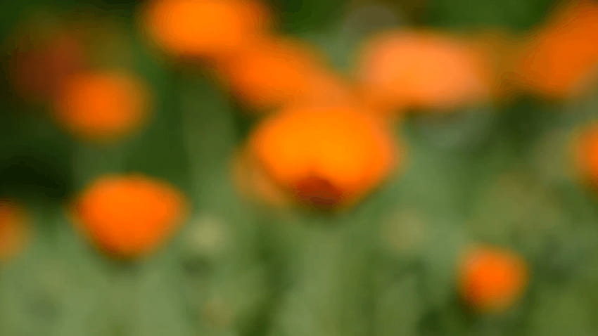여름 농장 정원에서 금잔화 금송화 아름다운 의료 꽃 HD 월페이퍼