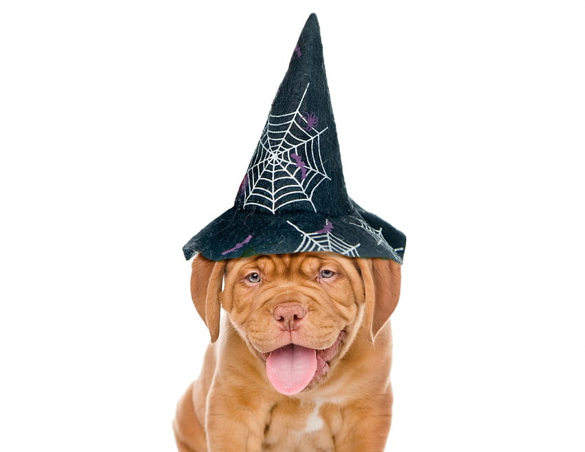 สุขสันต์วันฮาโลวีน! สุนัข สัตว์ น่ารัก แม่มด ฮาโลวีน ลูกสุนัข ลิ้น หมวก เคน วอลล์เปเปอร์ HD