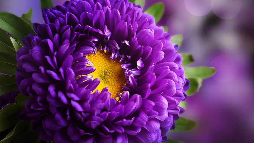 Purple Love, purple, garden, love, flower HD wallpaper