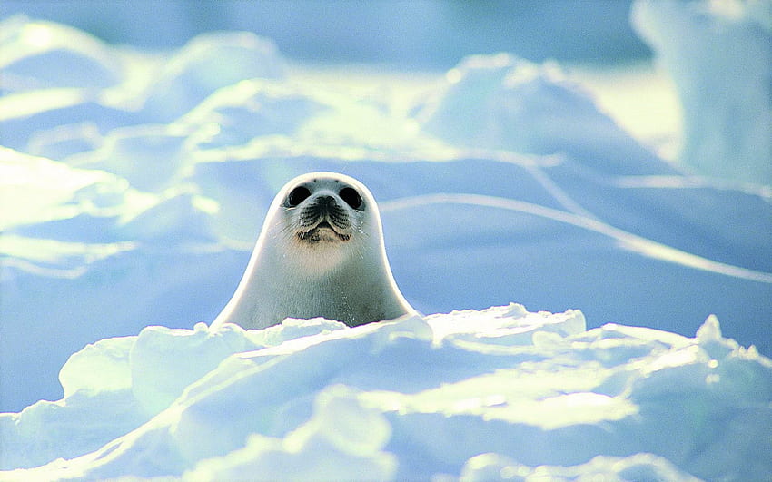 Cute Harp Seal Pup, Baby Harp Seal HD wallpaper