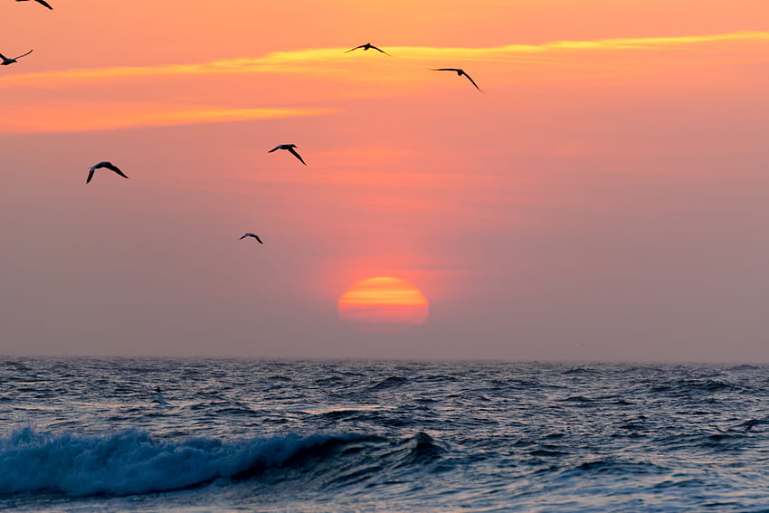 sunrise, flying birds, beach, birds, bird silhouette, open sea, sea, ocean, stock , silhouette, horizon, sky, wafe, sun, orange sky. Mocah HD wallpaper