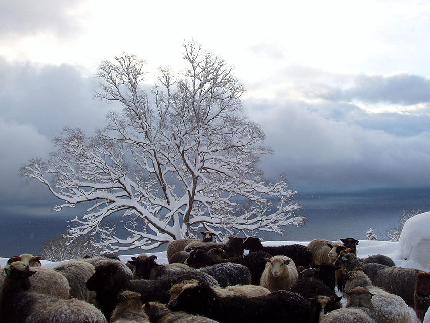 Winter, Nature, Wood, Tree, Herd, Sheep, Sheeps HD wallpaper