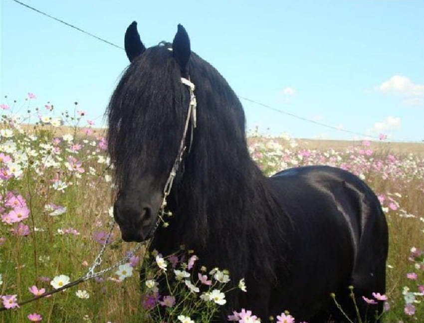 Flower Power Erwin, horses, erwin, friesian, stallion, flowers HD wallpaper