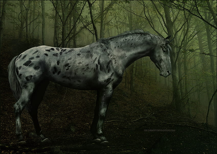 Hintli savaş atı Forcom [] , Mobil ve Tabletiniz için. Indian Dark Horse'u keşfedin. Katy Perry Kara At HD duvar kağıdı