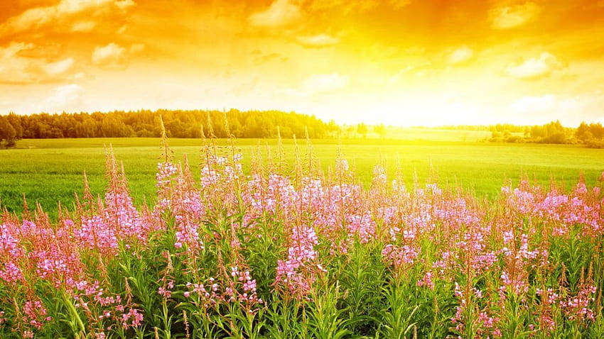 Sommerblumen, Frühsommer HD-Hintergrundbild