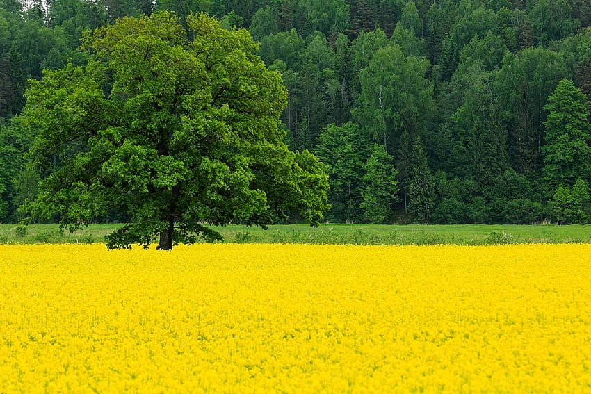 자연 노란색 유채 필드 나무 HD 월페이퍼