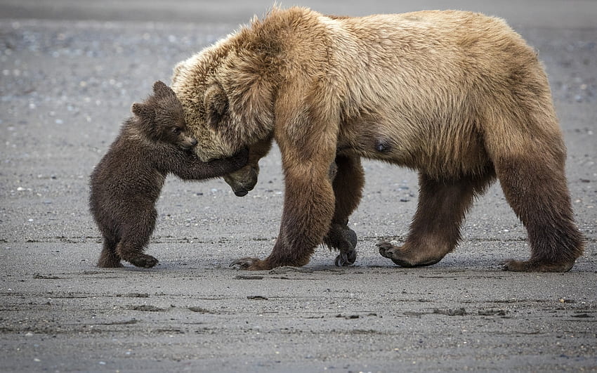 Beruang, bulu, alam, kaki Wallpaper HD