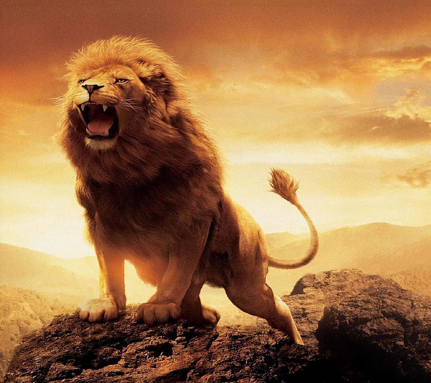 lion, Strong Lion HD wallpaper