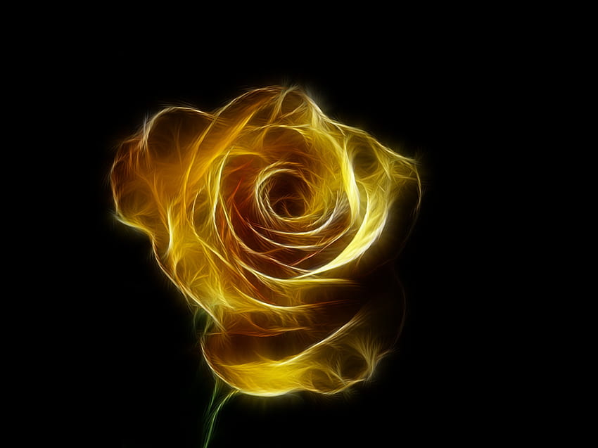 Portret, grafika, żółta róża Tapeta HD