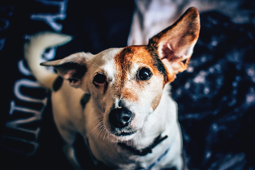 Tiere, Hund, Schnauze, gefleckt, fleckig, Halsband HD-Hintergrundbild