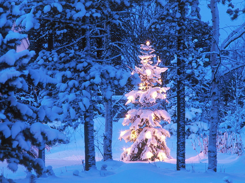 tree of light, winter, white, cold, beauty, tree, light, bright, christmas, nature HD wallpaper