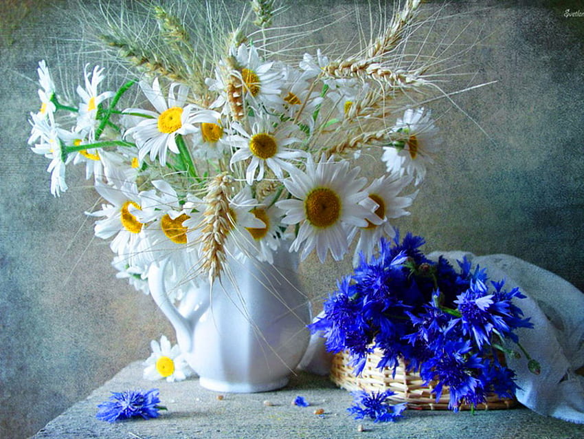 Still life, blue, vase, beautiful, nice, daisies, delicate, pretty, flowers, lovely, harmony HD wallpaper