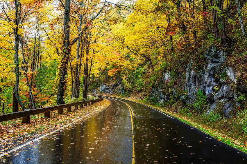 สหรัฐอเมริกา Great Smoky Mountains ถนนธรรมชาติในฤดูใบไม้ร่วง วอลล์เปเปอร์ HD