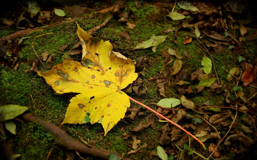 Nature, Autumn, Sheet, Leaf, Moss, Maple, Blotches, Inclusions HD wallpaper