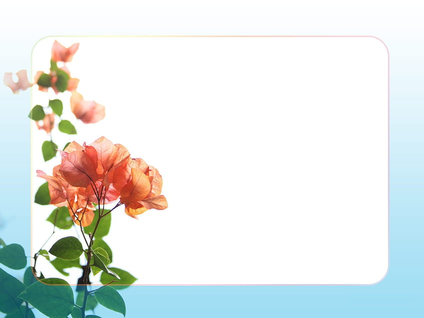 Flower Border , Flower Border png , ClipArts on Clipart Library HD wallpaper